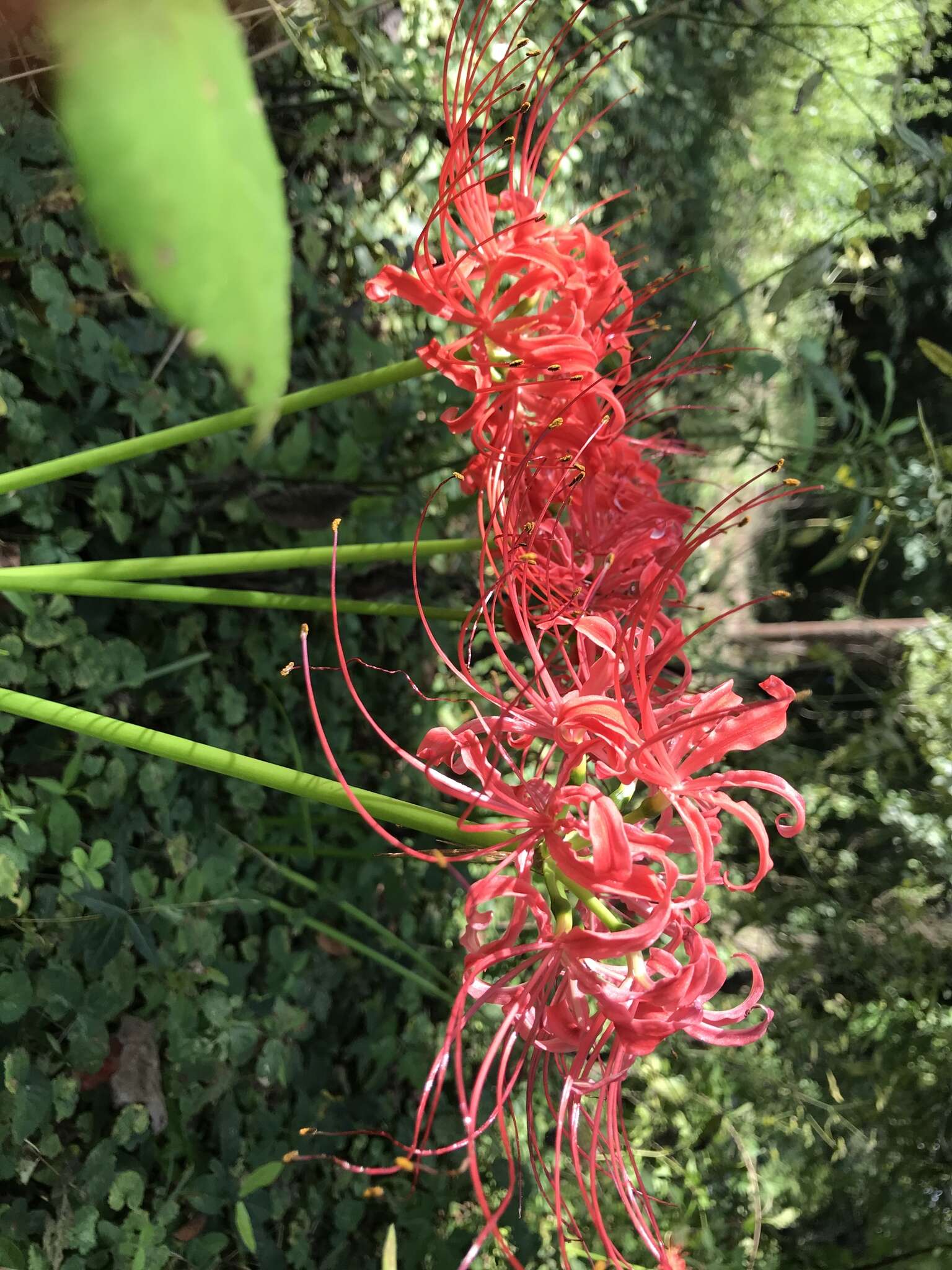 Image of lycoris