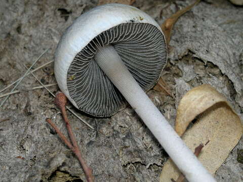 Image of Panaeolus antillarum (Fr.) Dennis 1961