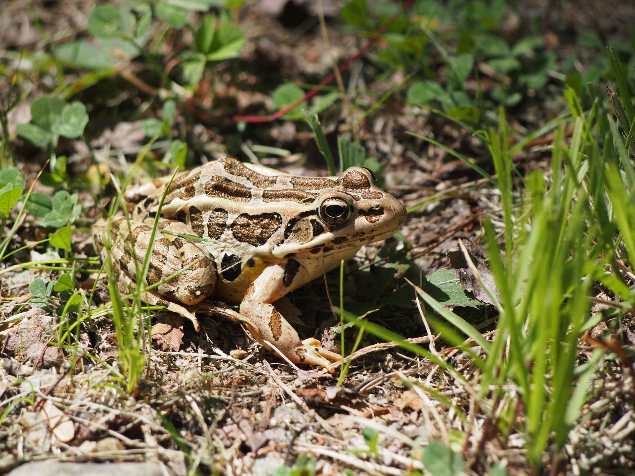 Image of pickerel frog