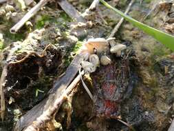 Image de Marasmiellus trabutii (Maire) Singer 1951