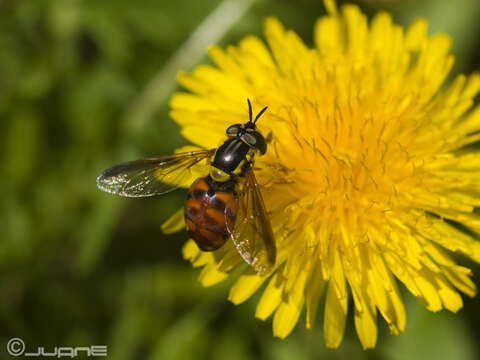 Image of Chrysotoxum triarcuatum Macquart 1839