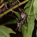 Image de Chromacris speciosa (Thunberg 1824)