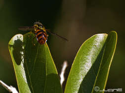 Chrysotoxum triarcuatum Macquart 1839 resmi