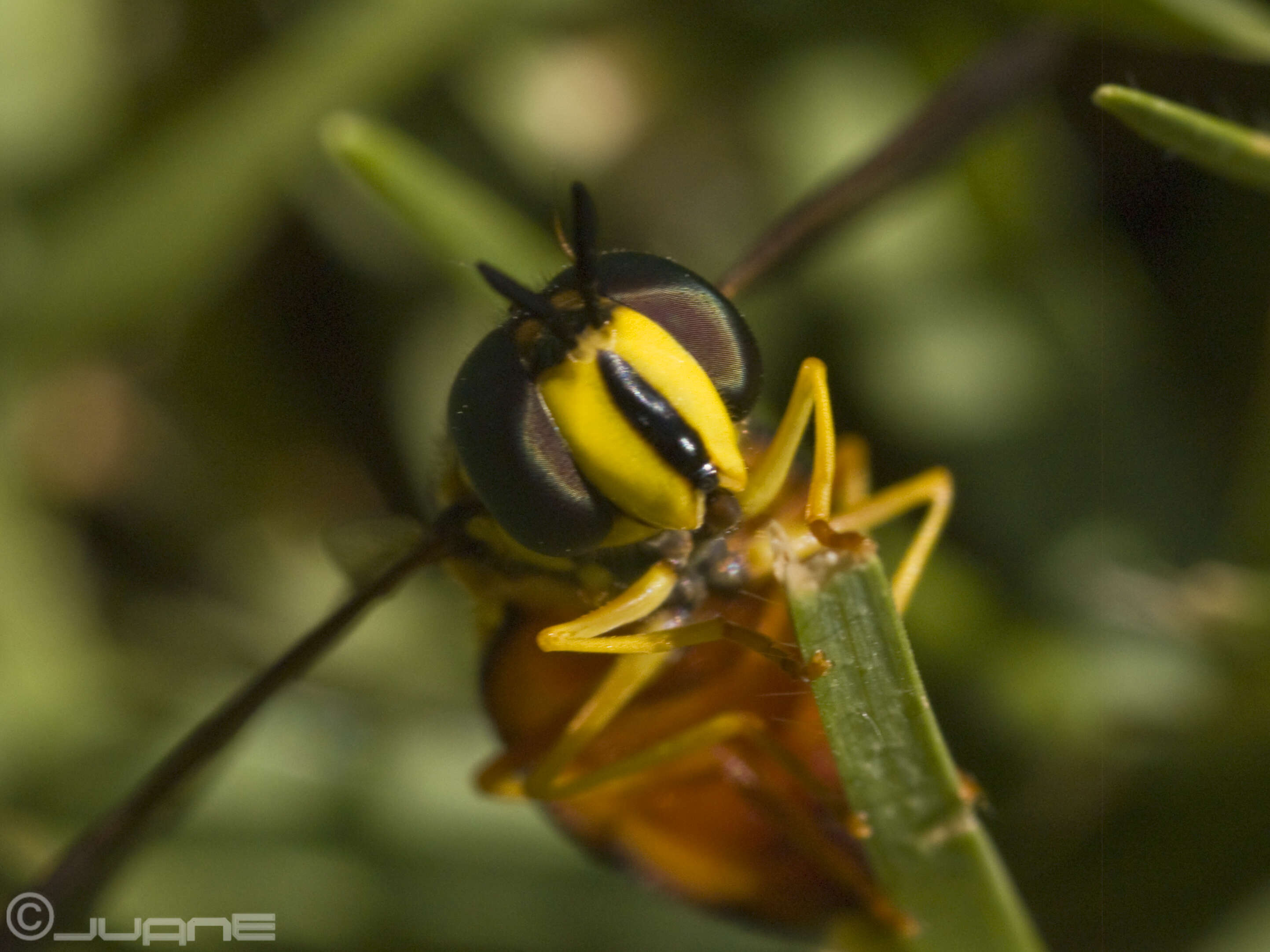 Chrysotoxum triarcuatum Macquart 1839 resmi