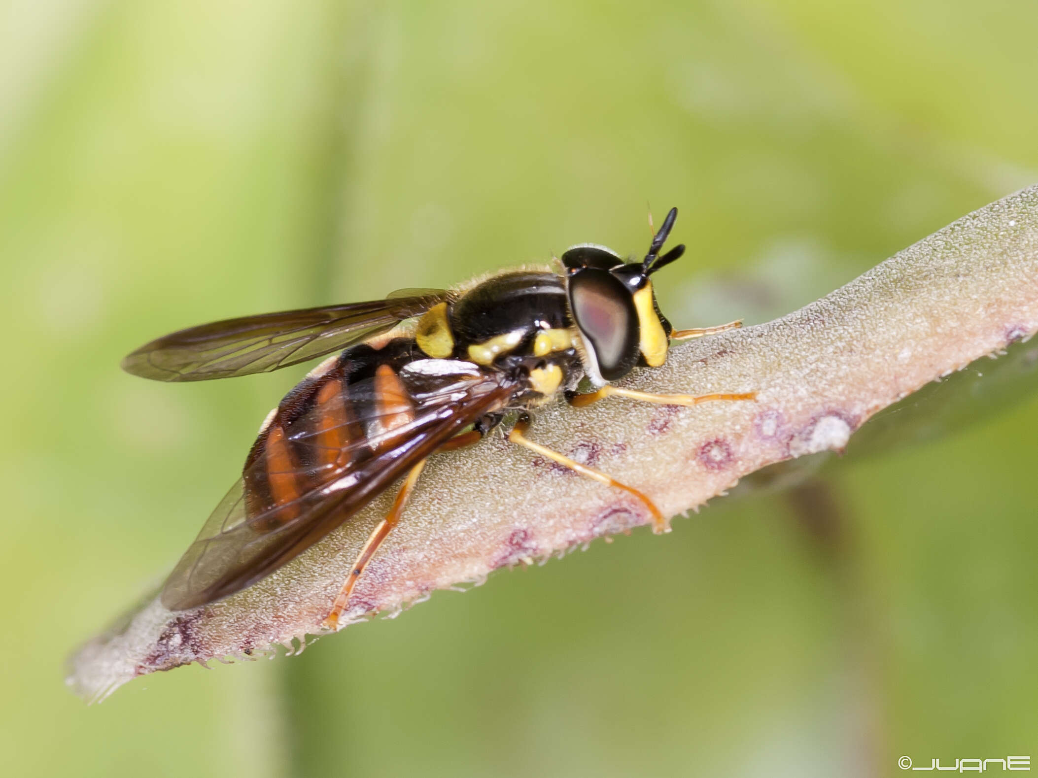 Chrysotoxum triarcuatum Macquart 1839 resmi