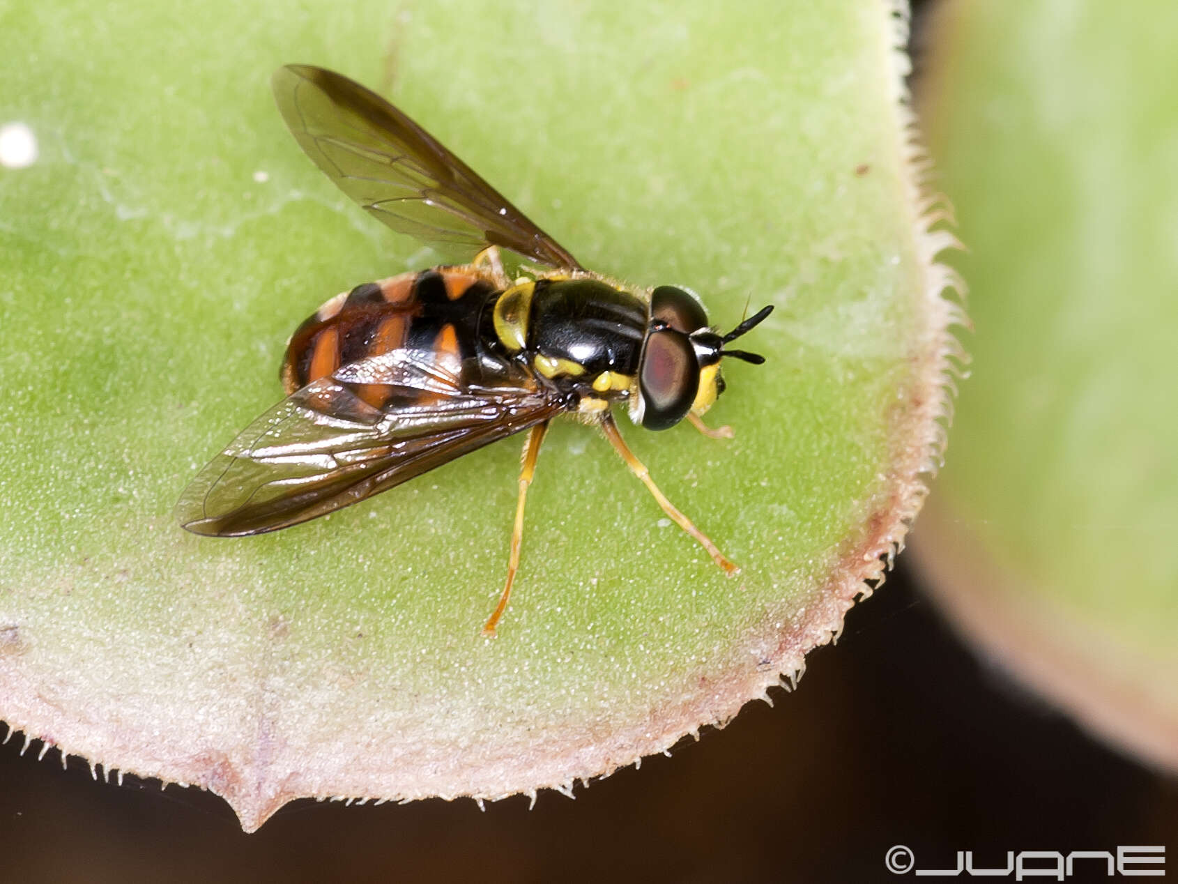 Chrysotoxum triarcuatum Macquart 1839 resmi