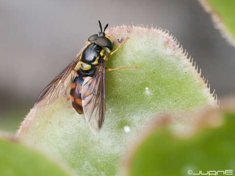 Chrysotoxum triarcuatum Macquart 1839 resmi