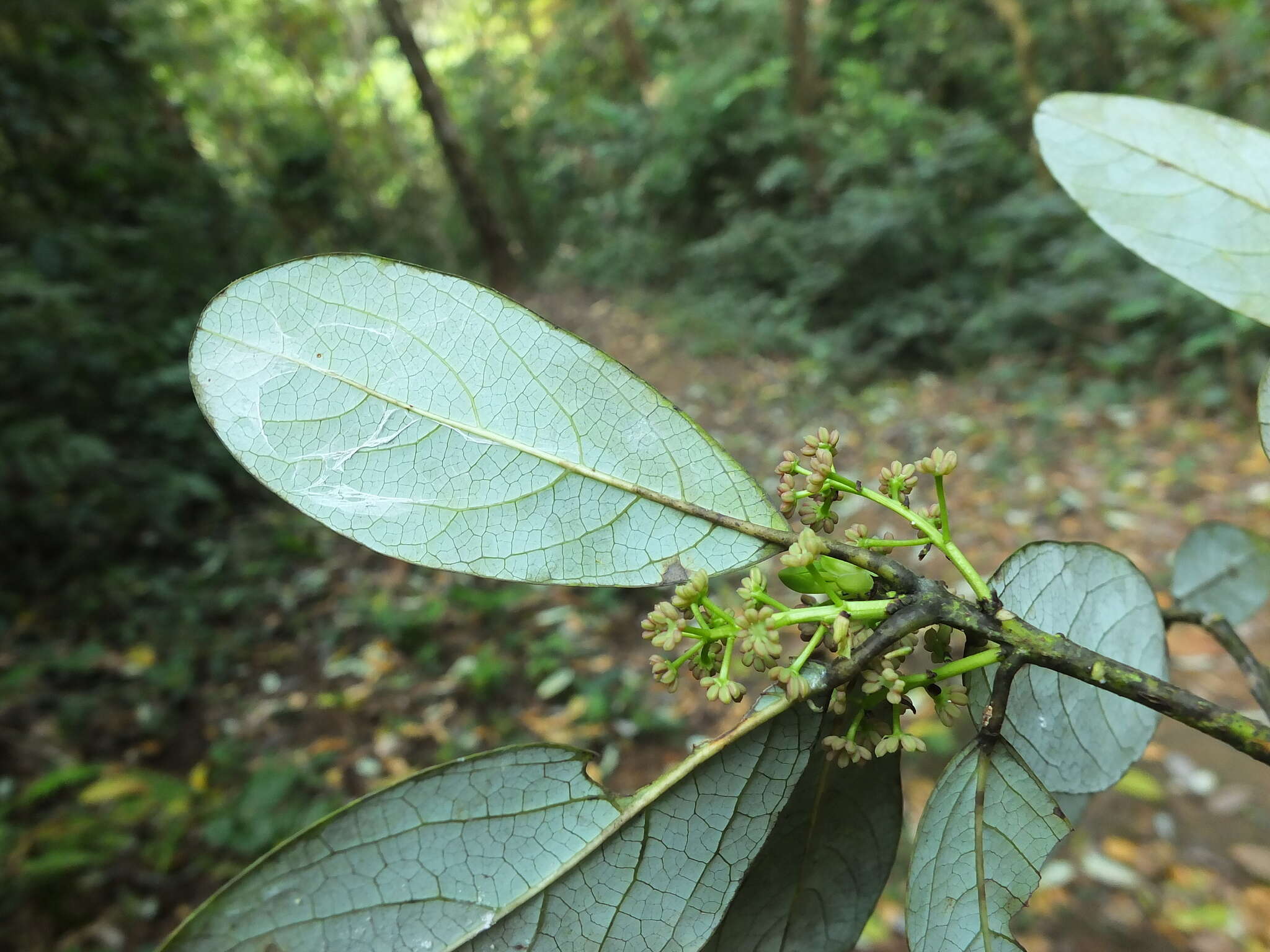 Image de Daphniphyllum glaucescens Bl.