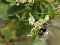 Megachile canescens (Brullé 1832) resmi