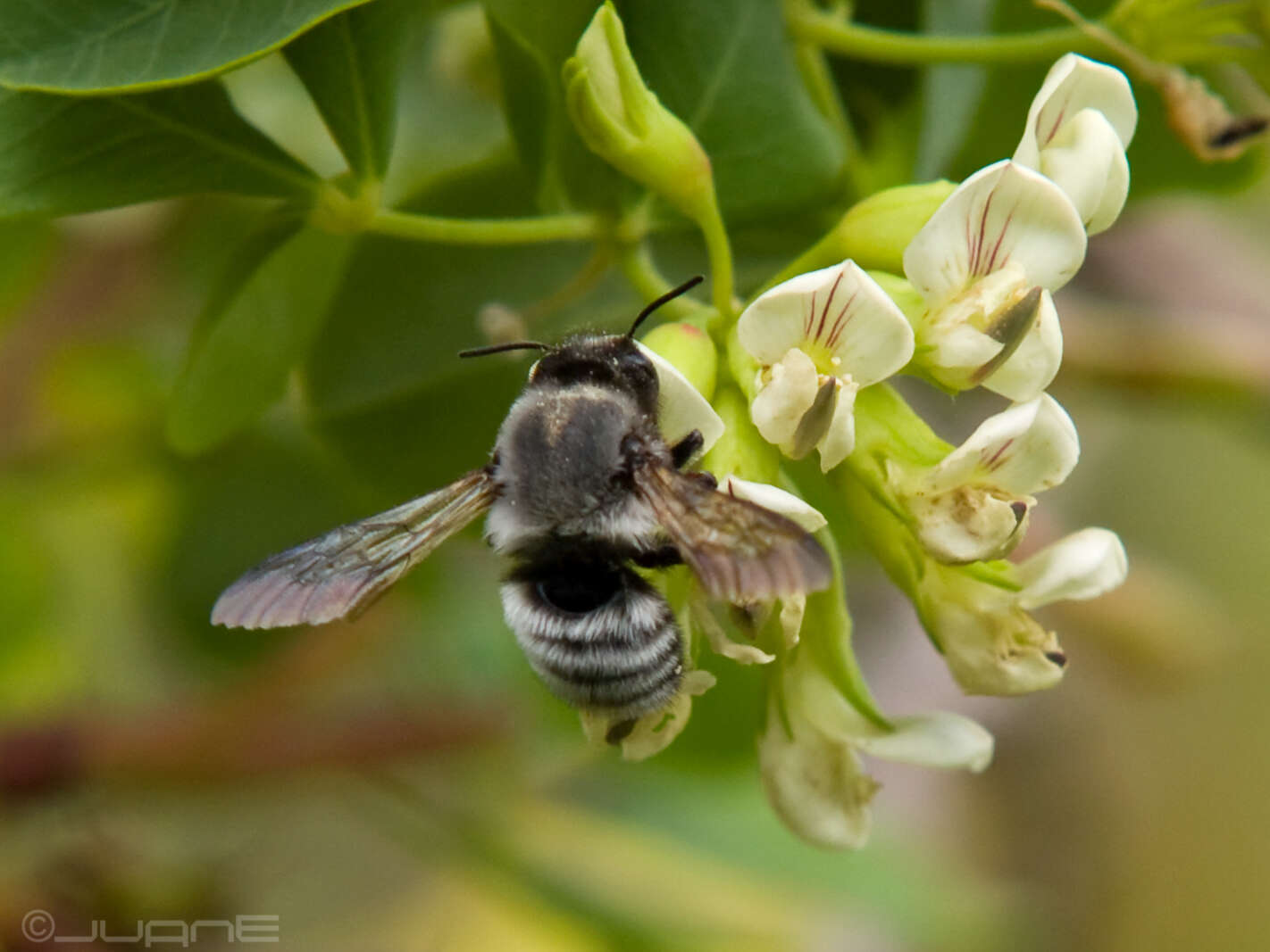 Megachile canescens (Brullé 1832) resmi