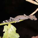 Image of Graceful Madagascar Ground Gecko