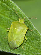 Image of Southern green stink bug