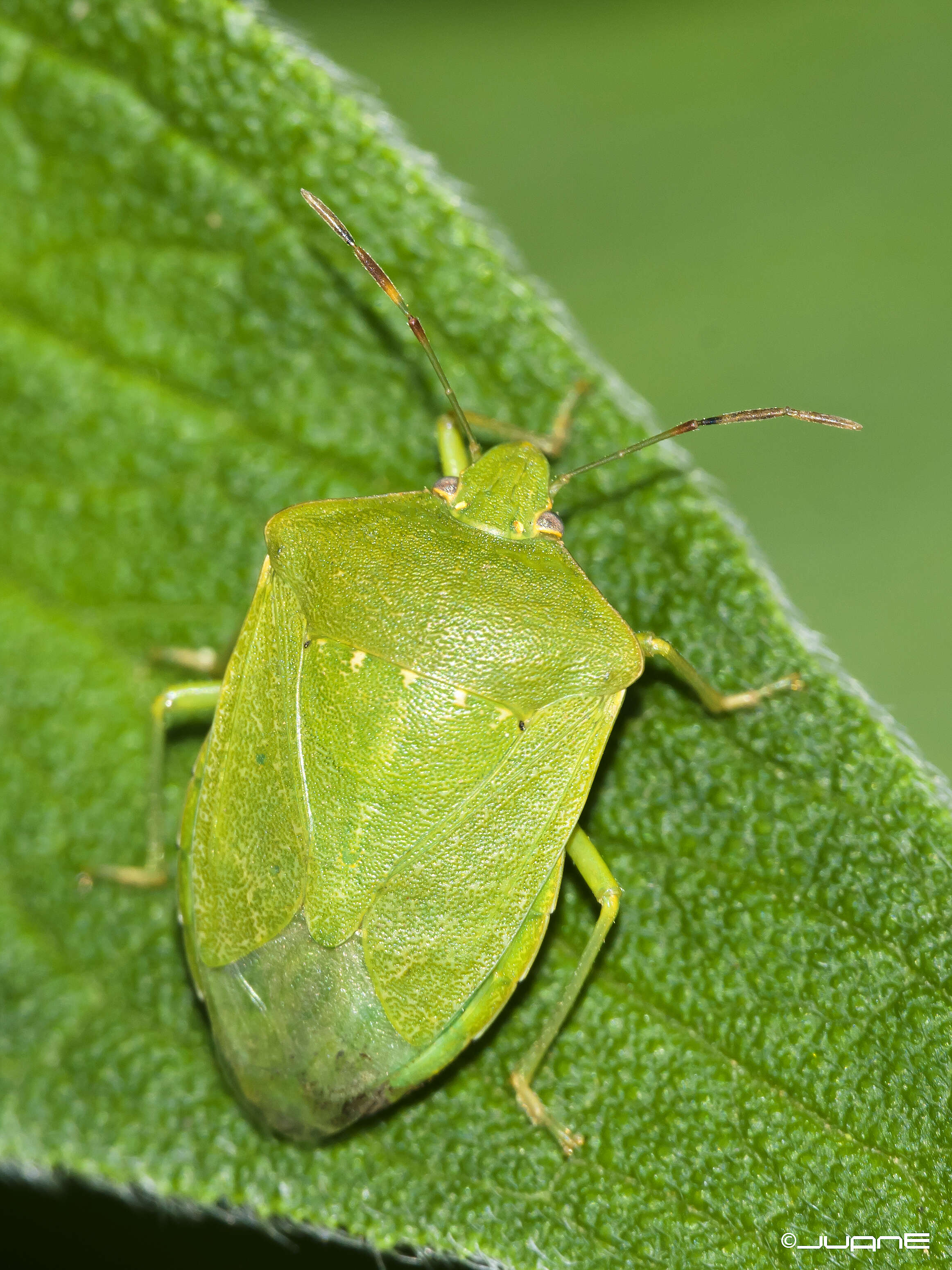 Image of Southern green stink bug