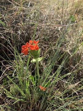 Image of Crossandra greenstockii S. Moore