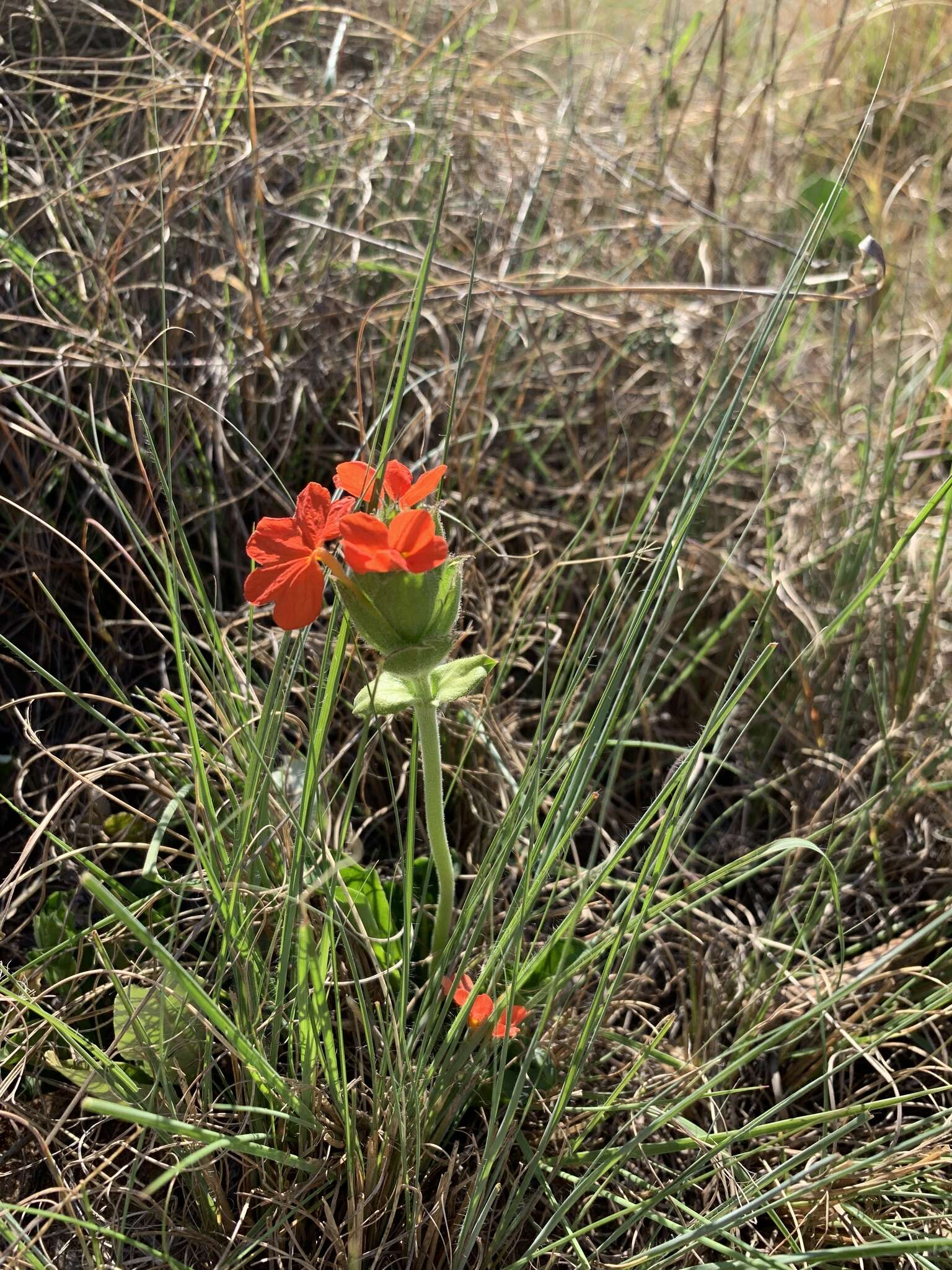 Image of Crossandra greenstockii S. Moore