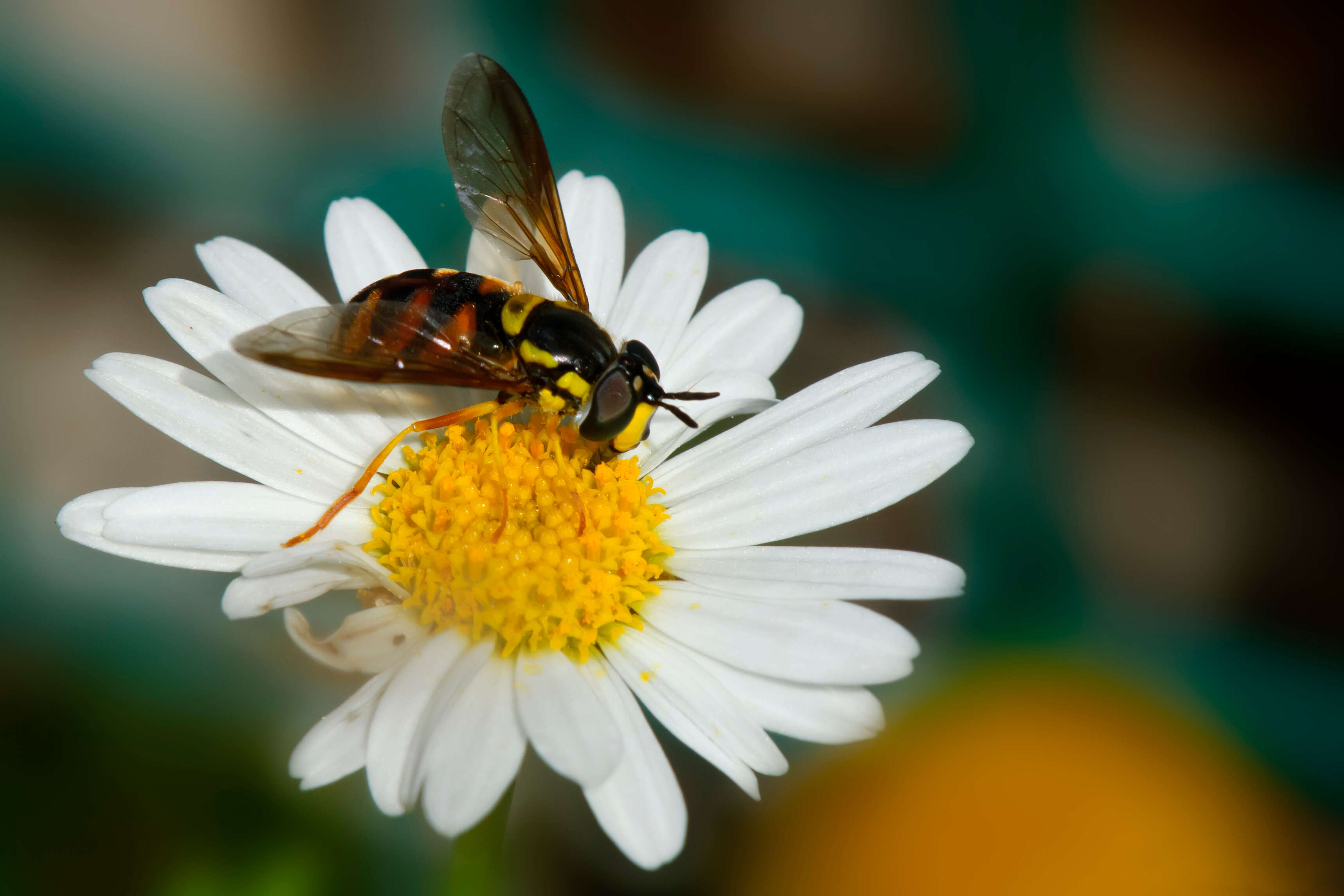 Chrysotoxum triarcuatum Macquart 1839 resmi