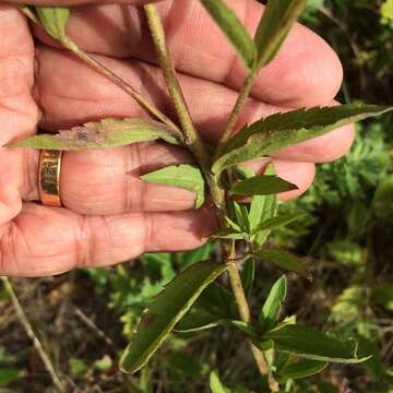 Eupatorium subvenosum (A. Gray) E. E. Schill.的圖片