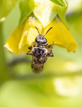 Lasioglossum pectinatum (Robertson 1890) resmi