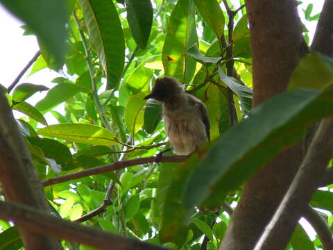 Image of Common Bulbul