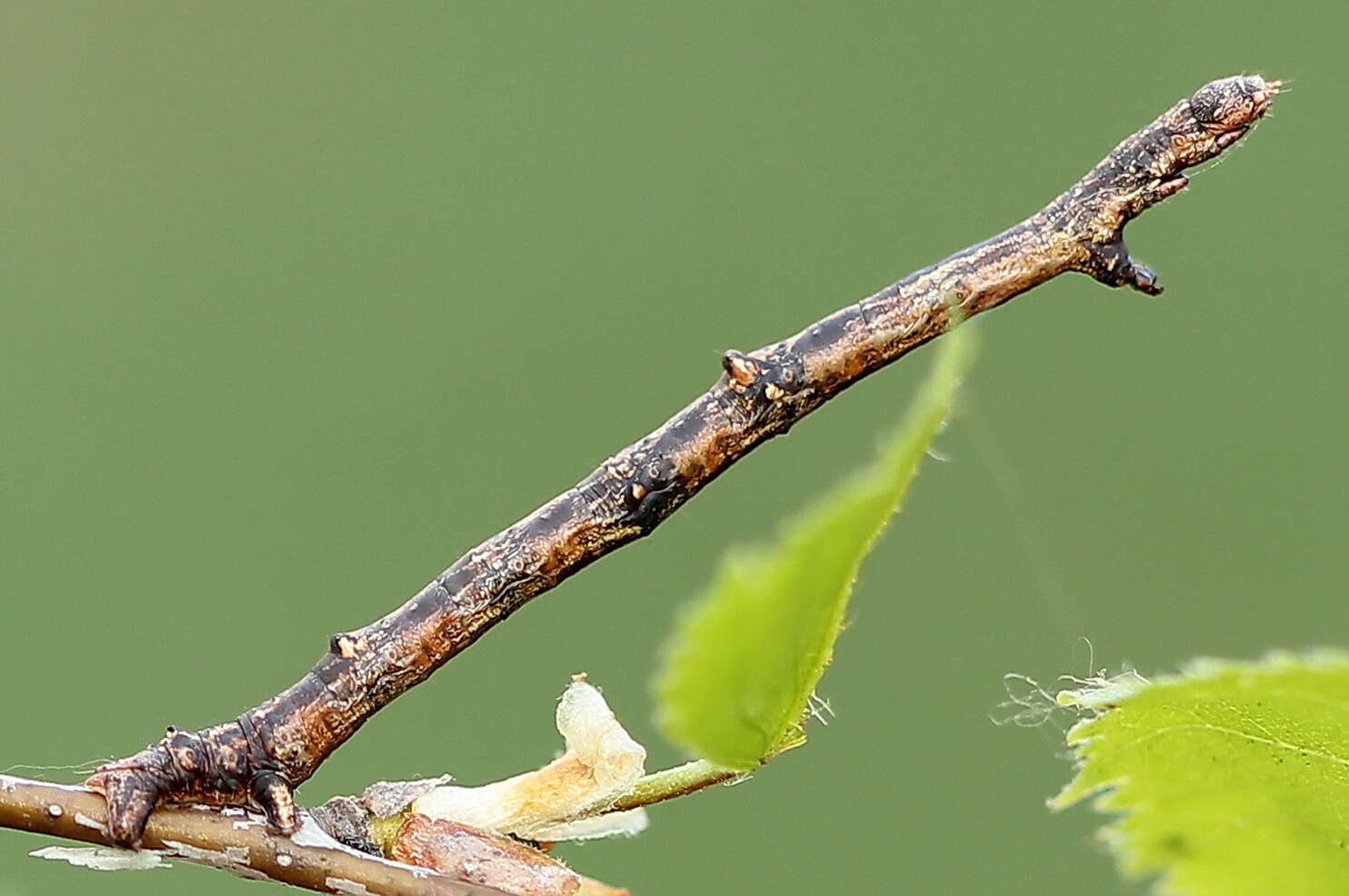 Image of large thorn