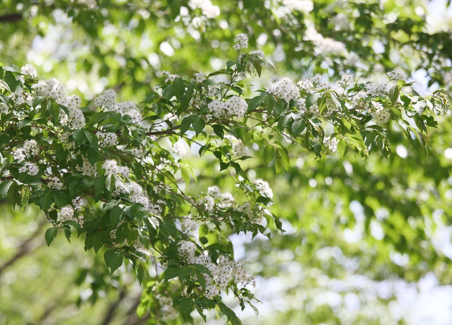 Слика од Prunus maximowiczii Rupr.