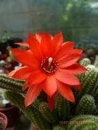 Echinopsis tubiflora resmi