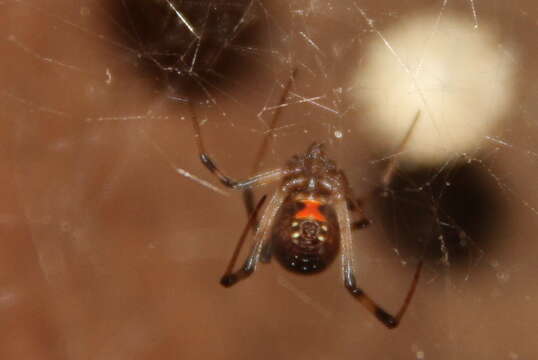 Latrodectus antheratus (Badcock 1932)的圖片