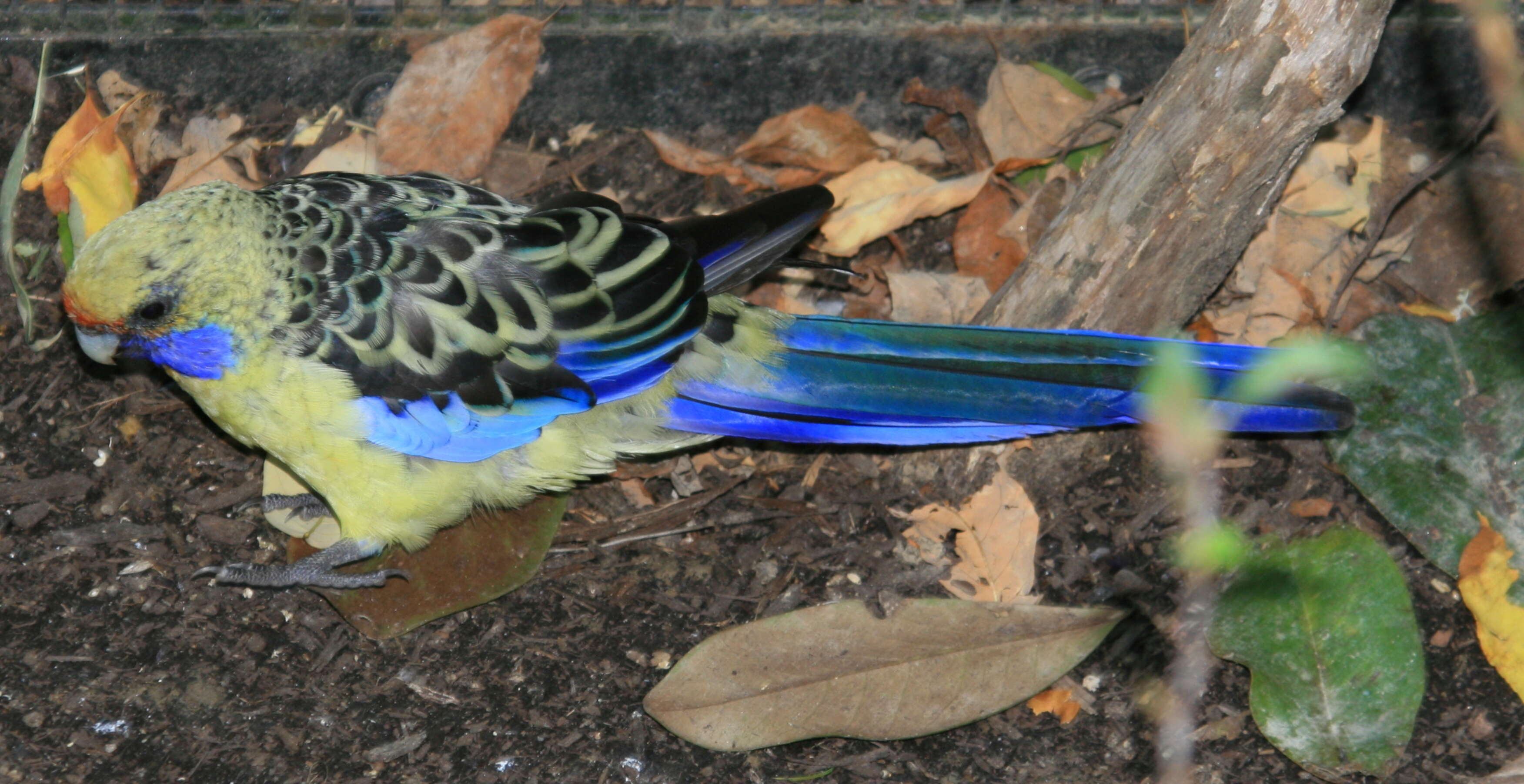 Image de Perruche de Pennant