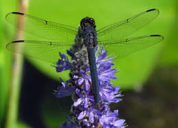 Libellula incesta Hagen 1861 resmi