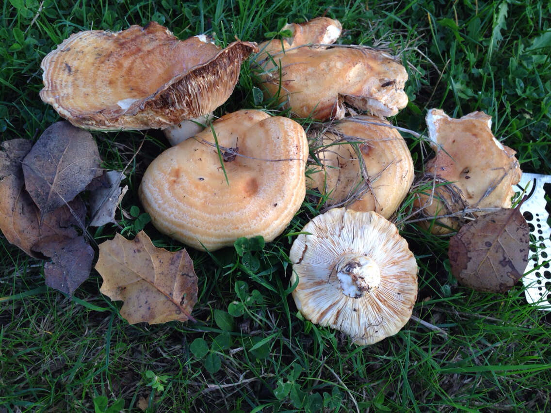 Image of Lactarius alnicola A. H. Sm. 1960