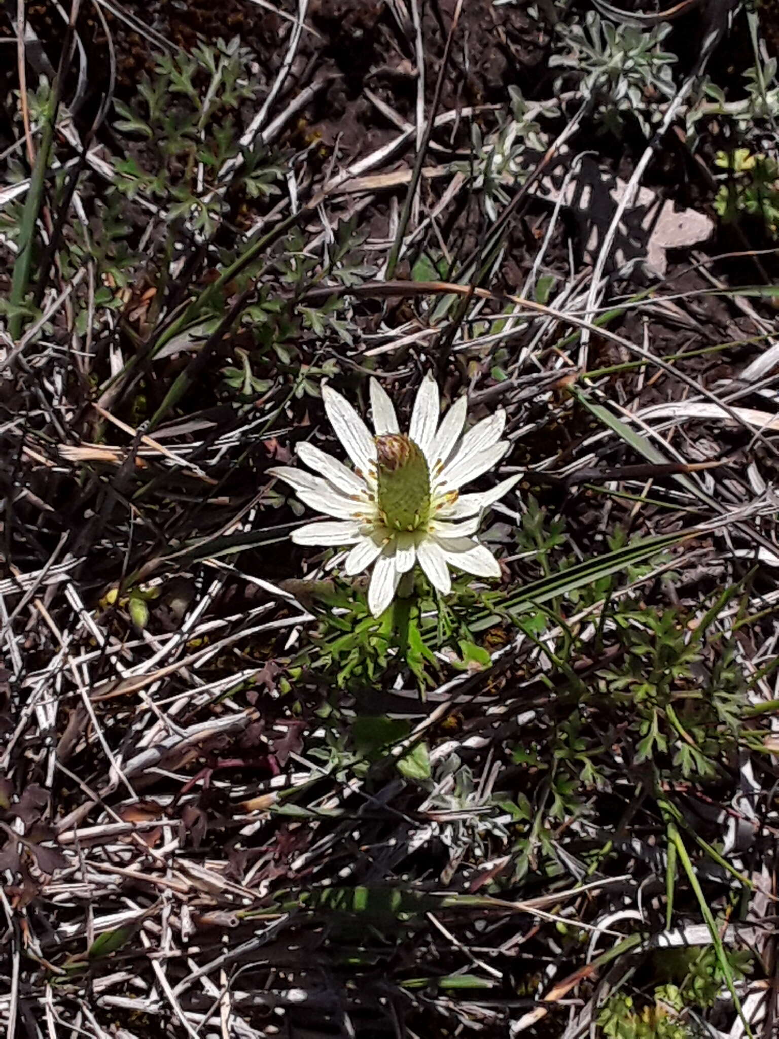 Imagem de Anemone decapetala Ard.