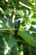 Image of Cuban Emerald
