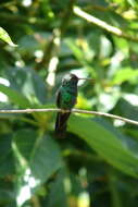 Image de Riccordia ricordii (Gervais 1835)