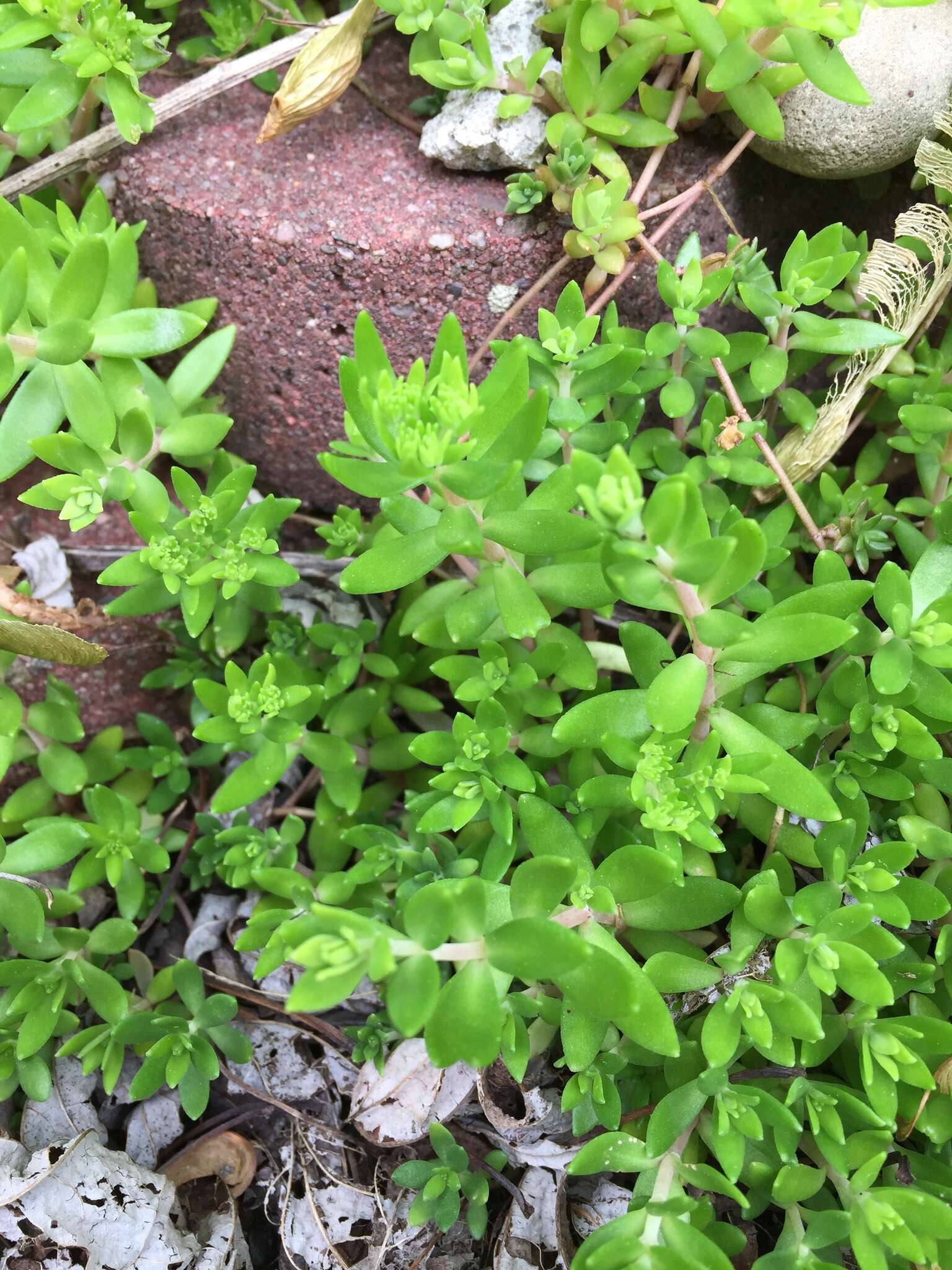 Image of stringy stonecrop