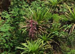 Imagem de Tillandsia australis Mez