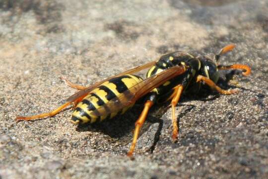 Image of European Paper Wasp