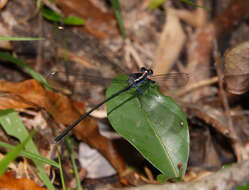 Image of Podopteryx selysi (Förster 1899)