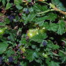 Imagem de Ribes brachybotrys (Weddell) Jancz.