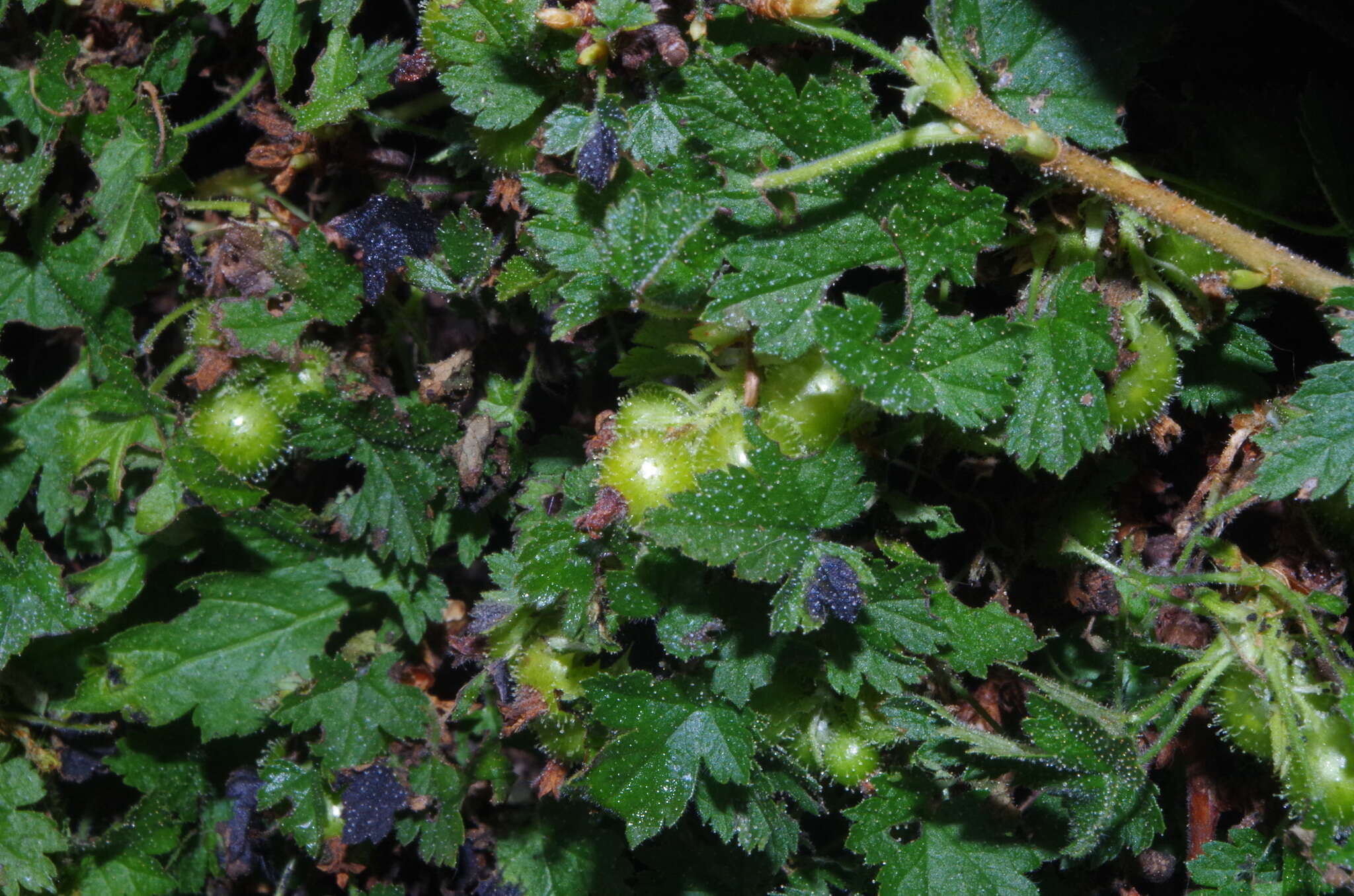 Image of Ribes brachybotrys (Weddell) Jancz.