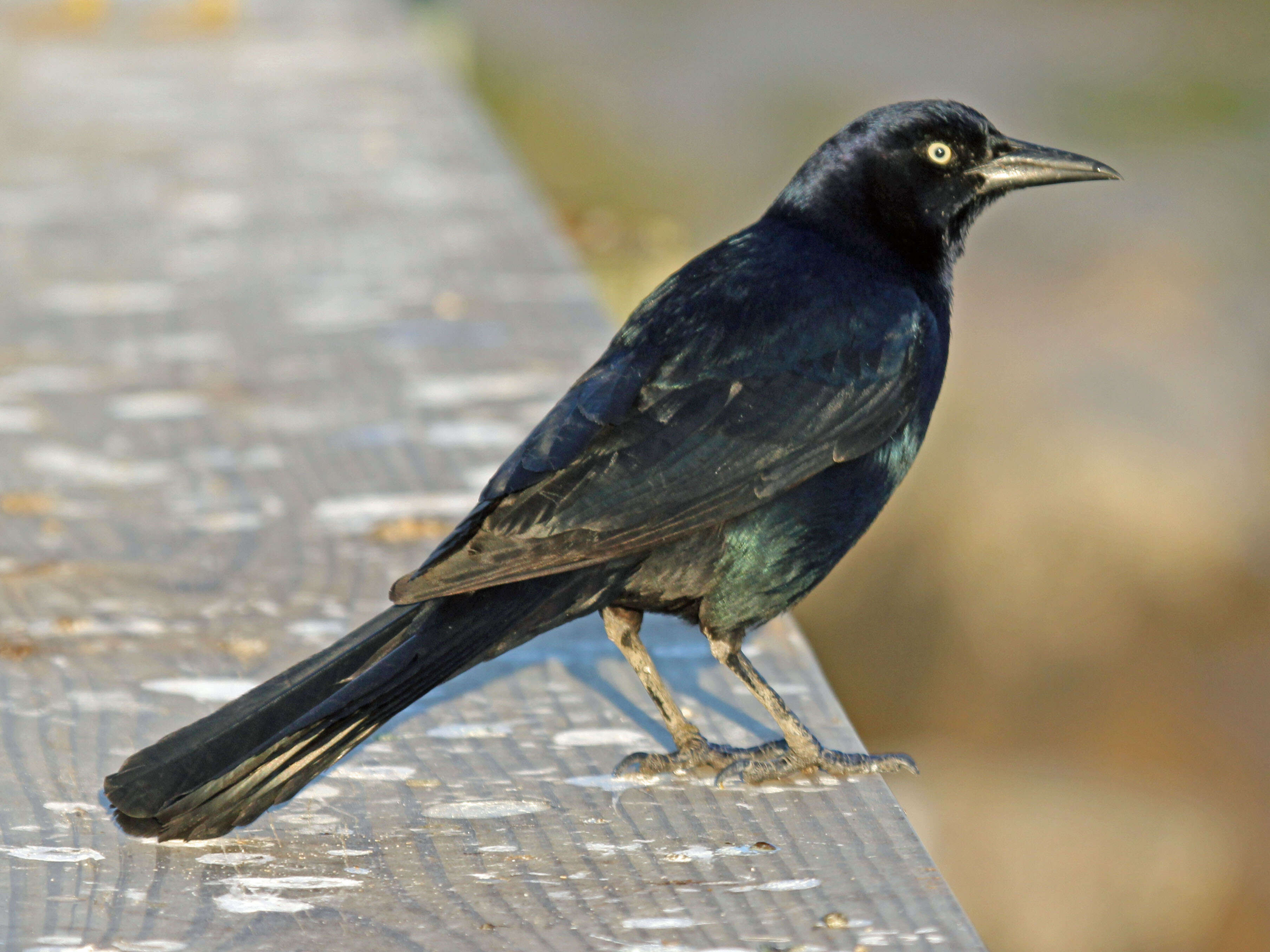 Image of Boat-tailed Grackle