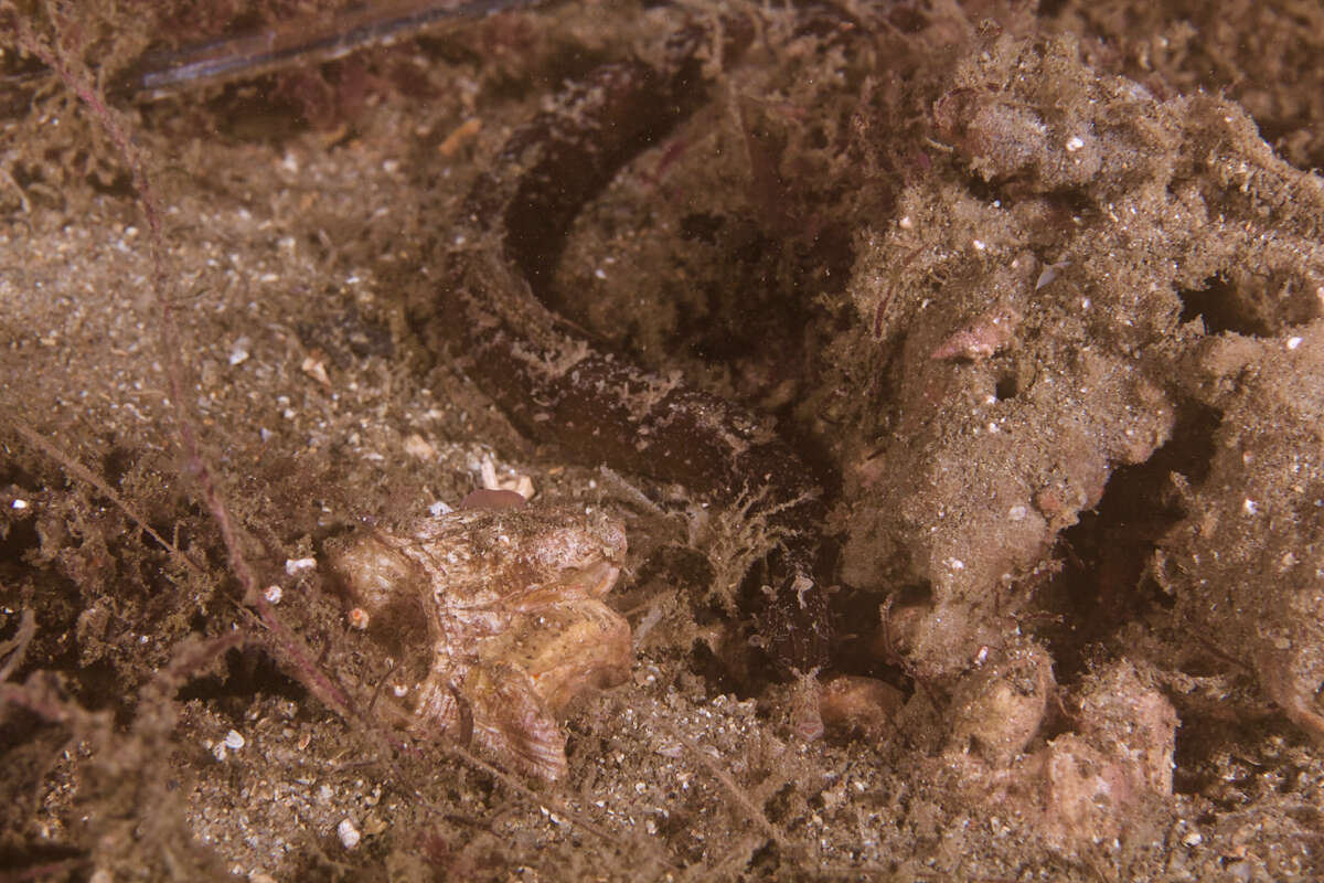 Image of Girdled pipefish