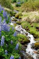 Image of narrowleaf lupine