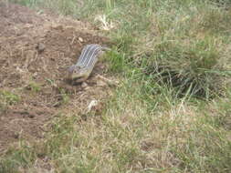 Image of thirteen-lined ground squirrel