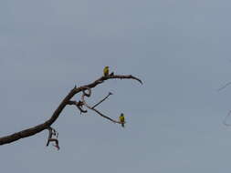 Image of Yellow-fronted Canary