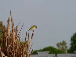 Image of Yellow-fronted Canary