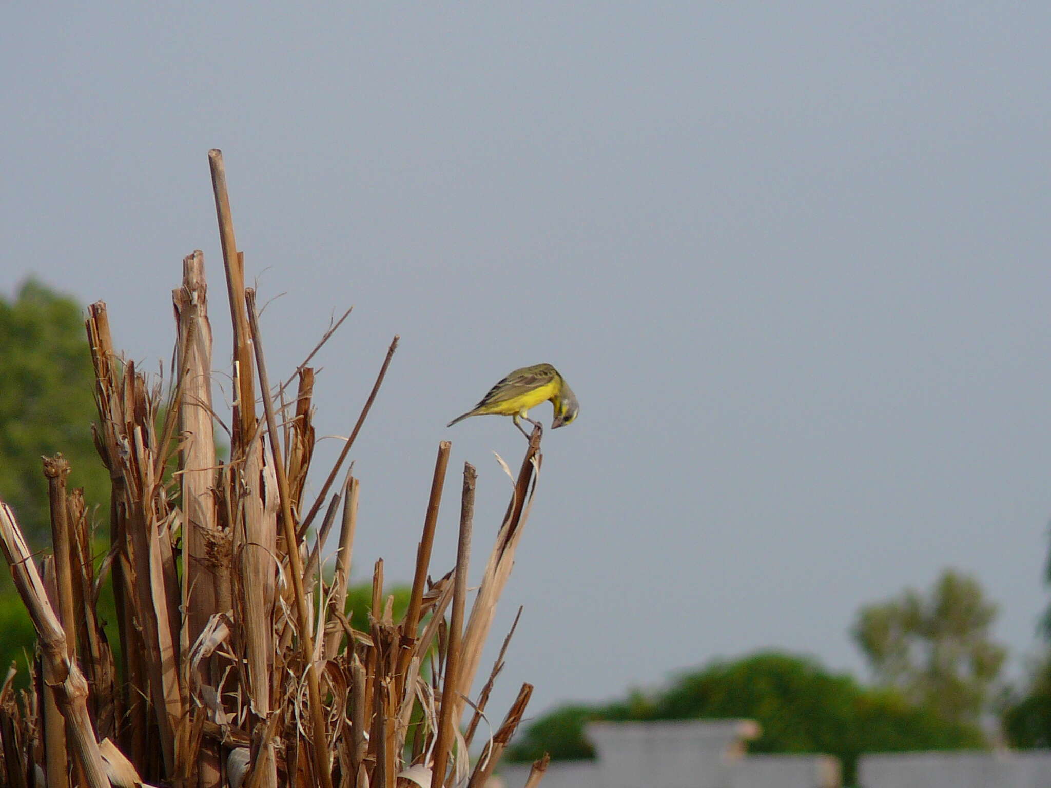 Image of Yellow-fronted Canary