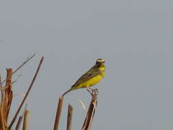 Image of Yellow-fronted Canary