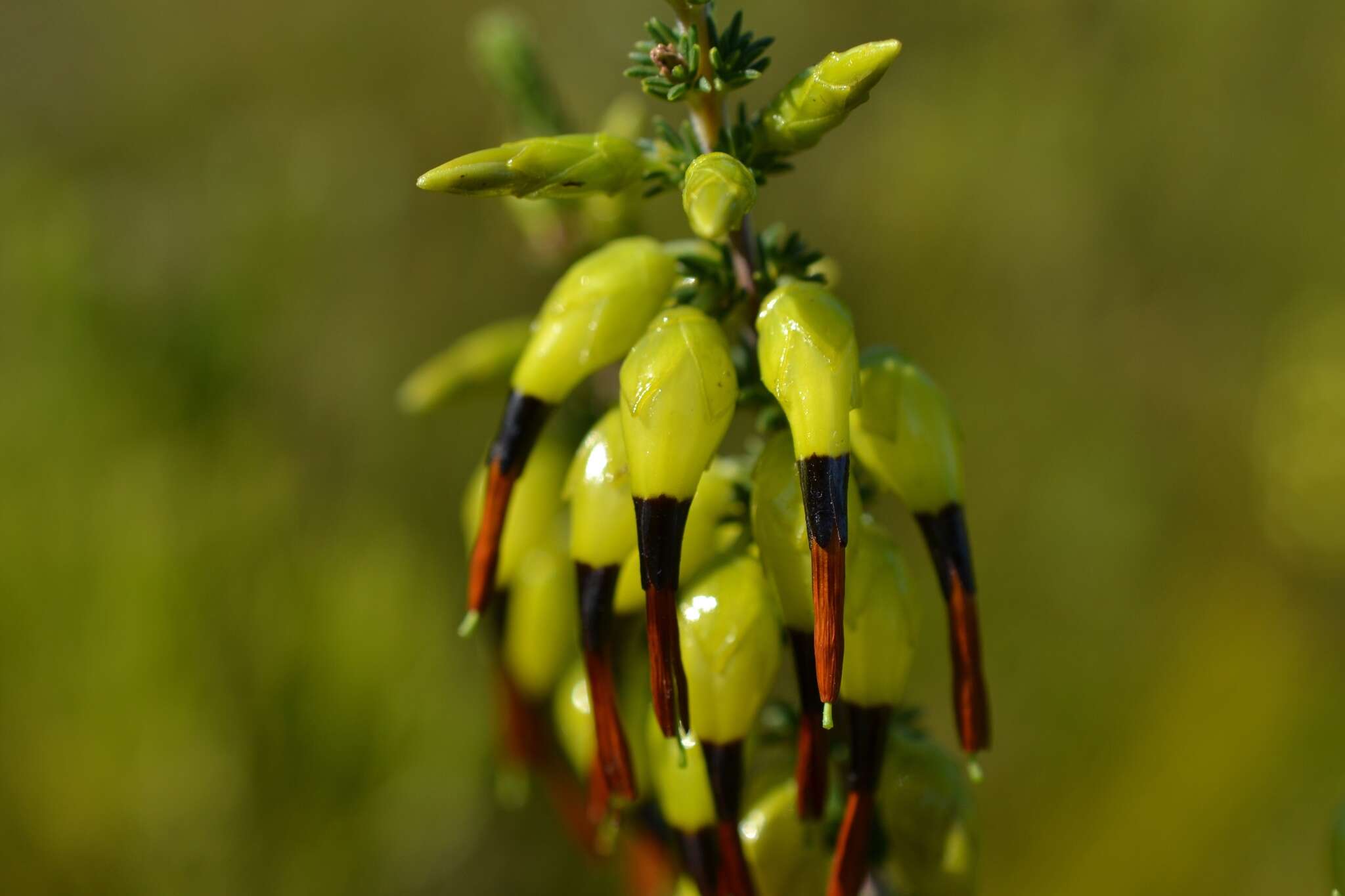 Image of Erica melastoma subsp. minor E. G. H. Oliv. & I. M. Oliv.