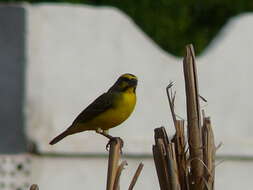 Image of Yellow-fronted Canary