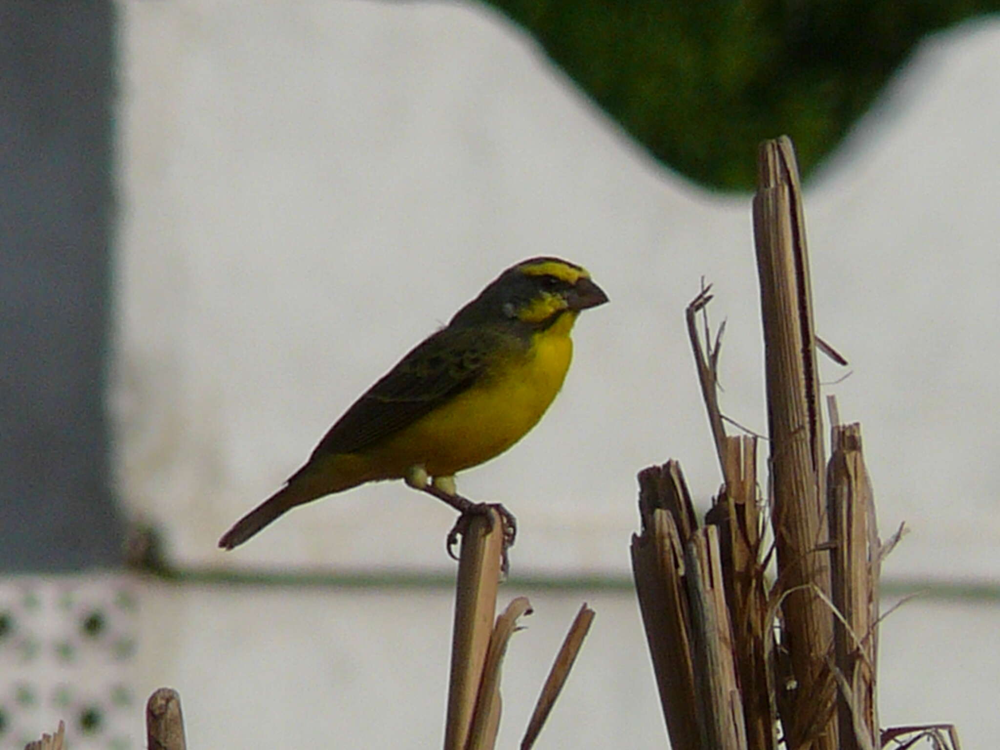 Image of Yellow-fronted Canary